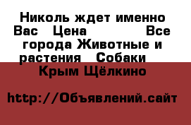 Николь ждет именно Вас › Цена ­ 25 000 - Все города Животные и растения » Собаки   . Крым,Щёлкино